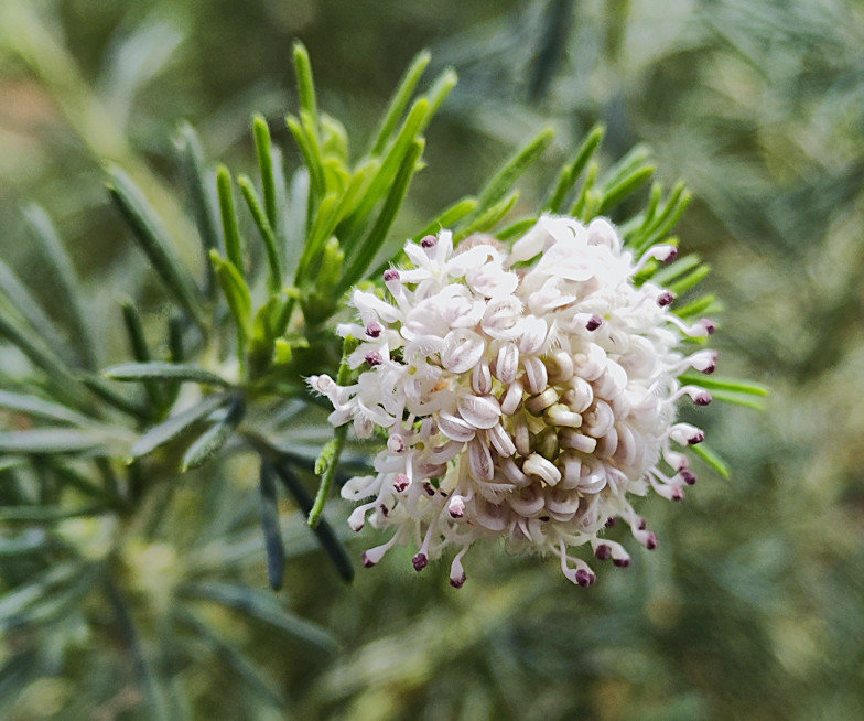 Meerfenchelblättrige Grevillea (𝘎𝘳𝘦𝘷𝘪𝘭𝘭𝘦𝘢 𝘤𝘳𝘪𝘵𝘩𝘮𝘪𝘧𝘰𝘭𝘪𝘢. R.BR.)