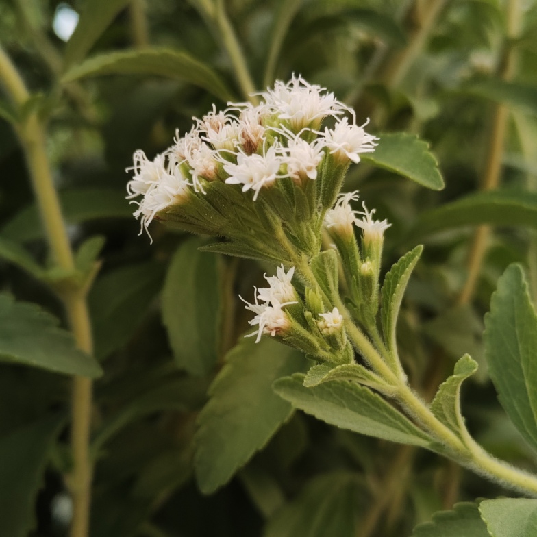 Stevia Süsskraut (<i>Stevia rebaudiana</i>)