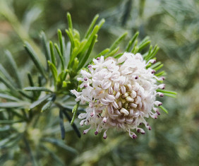 Meerfenchelblättrige Grevillea (𝘎𝘳𝘦𝘷𝘪𝘭𝘭𝘦𝘢 𝘤𝘳𝘪𝘵𝘩𝘮𝘪𝘧𝘰𝘭𝘪𝘢. R.BR.)