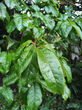 Sauerbaum (<i>Oxydendrum arboreum</i> (L.) DC. L.)